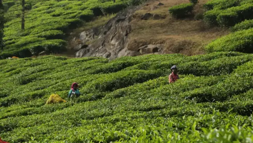 Green tea slopes in the Wayanad hills