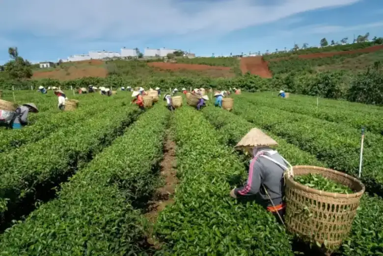 Fresh tea leaves on a Kerala plantation