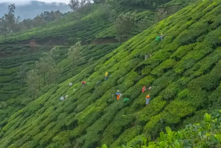 Workers plucking tea on the Munnar slopes