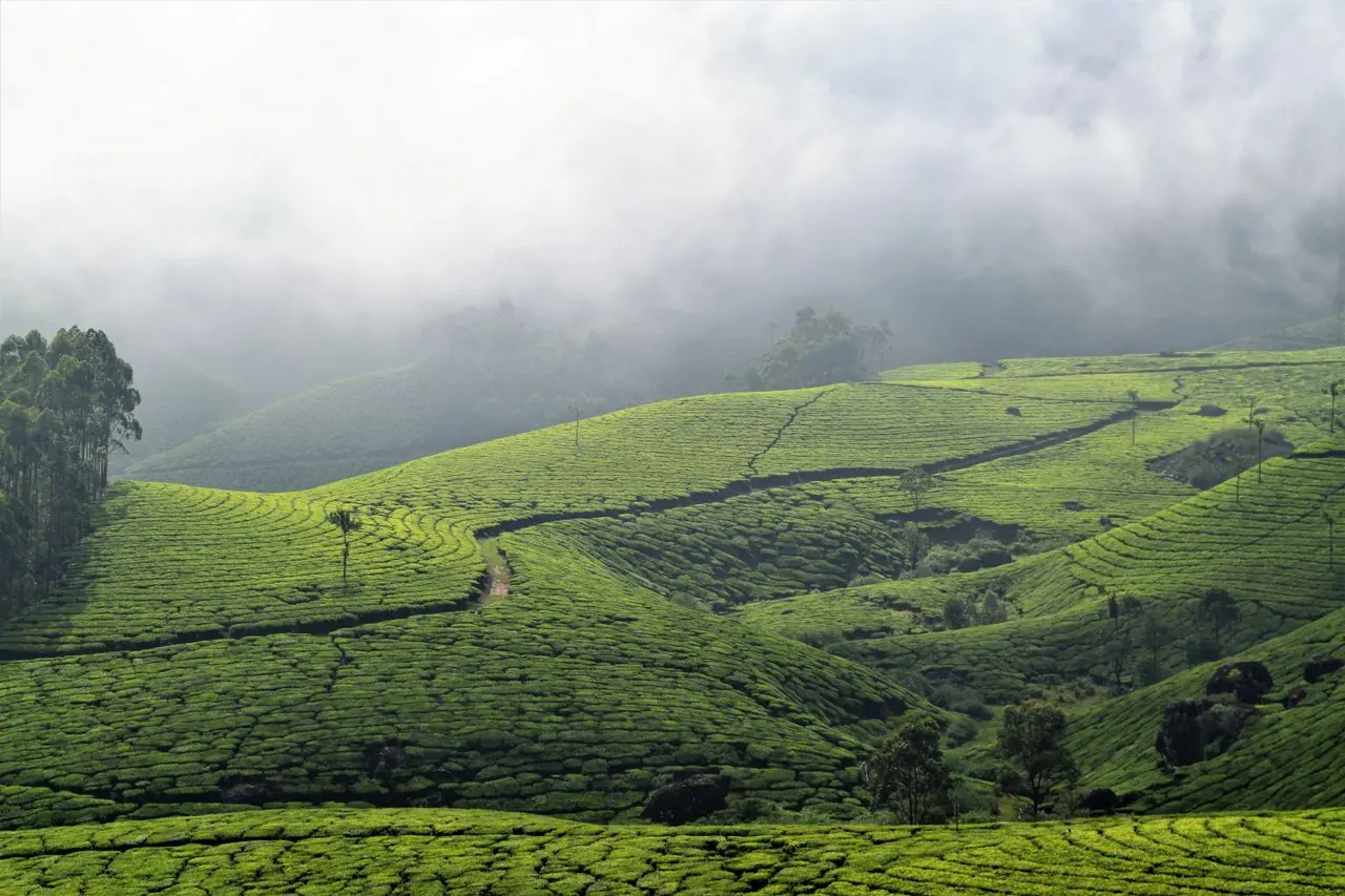 Tea plantation hills of Munnar under morning mist